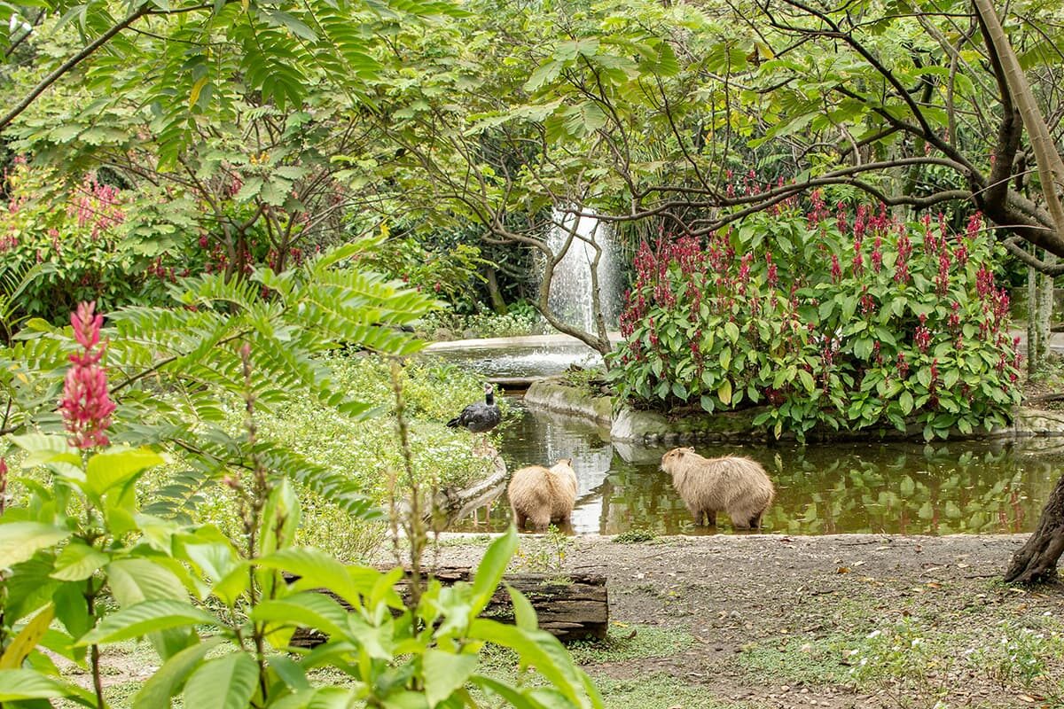 The Medellin Conservation Park