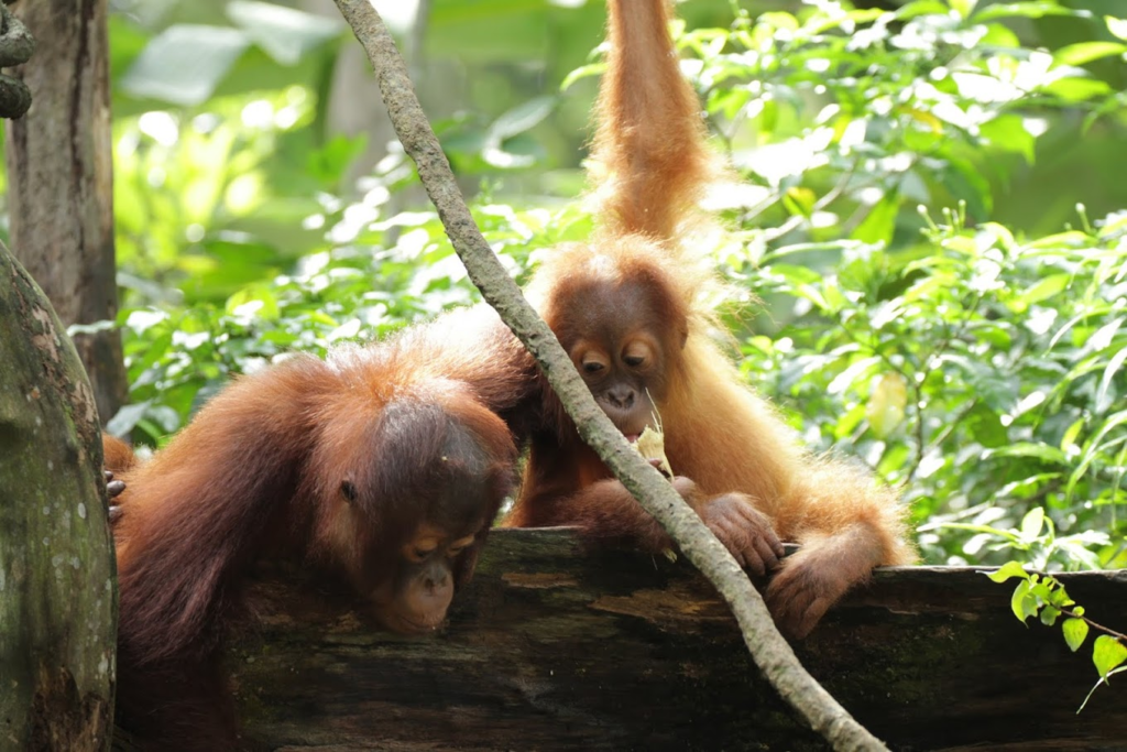 Zoo de Singapour et Night Safari