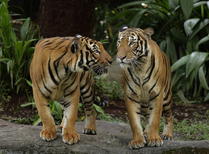 Zoo de Singapour et Night Safari