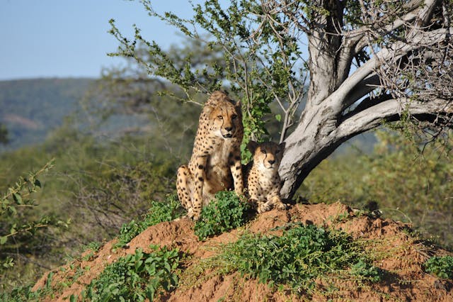 Tanzania