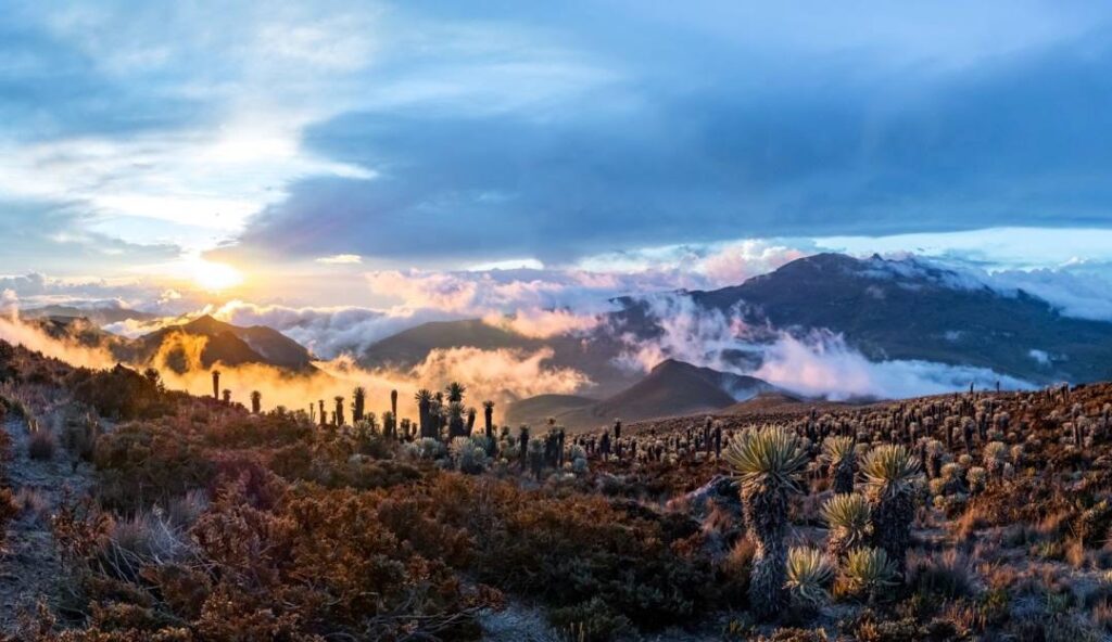 Explora el Parque Nacional "Los Nevados" 